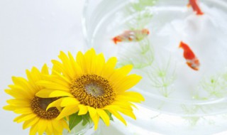 锦鲤水花的养殖技巧（锦鲤水花的养殖技术）