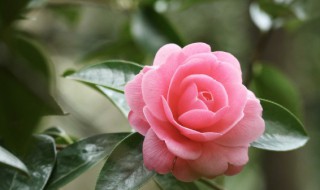越南抱茎茶花养殖技巧 越南抱茎茶花养殖技巧图解