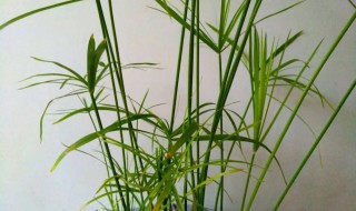 室内水笋养殖技巧 水竹笋种植方法