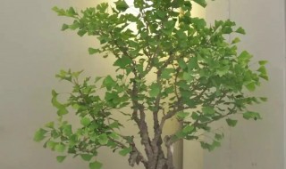 银杏老桩根艺盆景养殖技巧（银杏老桩是怎么培养的）