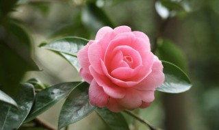 木头茶花养殖技巧（茶花树盆栽的养殖方法）