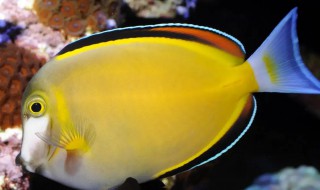 海水七彩钓鱼养殖技巧（海水七彩钓鱼养殖技巧和方法）