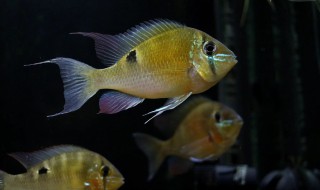 虎皮鱼怎么繁殖 虎皮鱼怎么繁殖后代