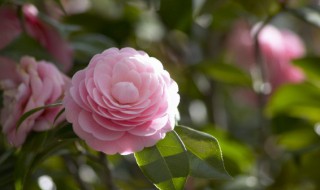 花是什么结构 金色花是什么结构