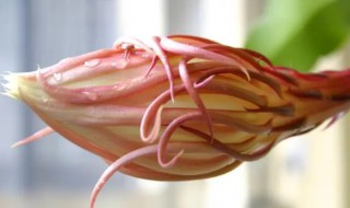红叶苇昙花什么时候扦插 昙花叶插苗什么时候开花