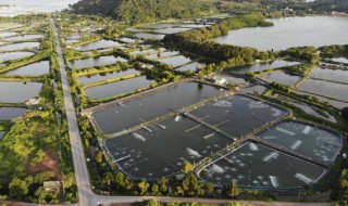 对虾养殖技巧大全 对虾养殖技巧大全图解