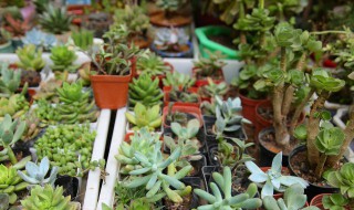 多肉植物养殖技巧折纸人 用纸折多肉植物