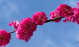花卉梅花养殖技巧（花卉梅花养殖技巧与方法）