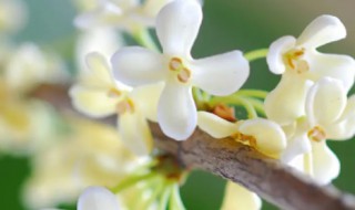 白桂花的养殖技巧 桂花盆景的养殖方法