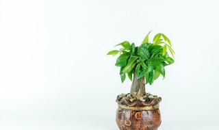 发财树的养殖技巧和注意事项 发财树的养殖技巧和注意事项图片