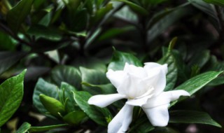 栀子花养殖技巧 栀子花如何养护
