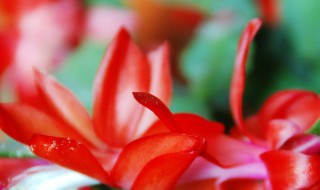 灯笼花养殖技巧 灯笼花养殖技术
