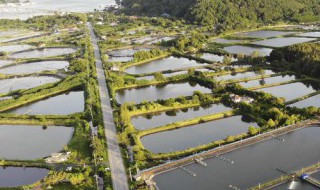 建池养殖技巧 建池养殖技巧与方法