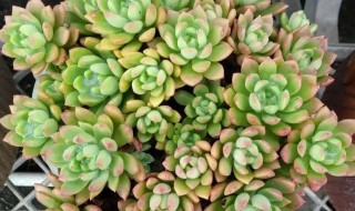 马库斯怎么养（马库斯怎么养出状态）