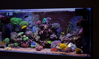 水草缸养殖技巧 水草缸养殖技巧视频
