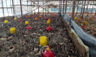 麻黄养殖技巧 麻黄鸡养殖技术