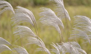 芦苇养殖技巧 芦苇养殖方法
