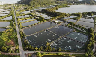 林蛙养殖技巧大全 林蛙养殖技巧大全视频