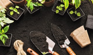 东莞绿植花卉盆栽养殖技巧 东莞绿植花卉盆栽养殖技巧和方法