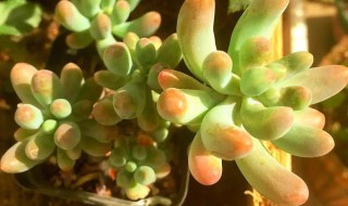 多肉八千代的养殖技巧 多肉植物八千代的养殖方法