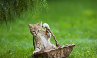 卫士猫的养殖技巧 卫士猫维生素