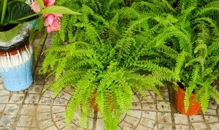 蕨类植物养殖技巧 蕨类植物养殖技巧和方法