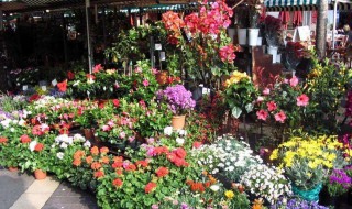 花店植物养殖技巧 花店养花技巧与方法