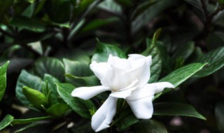 花是植物的什么器官 西兰花是植物的什么器官