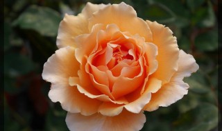 月季花什么时候开放 月季花什么时候开放在什么季节几月