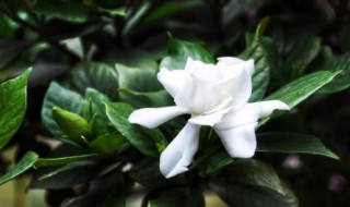 栽花的养殖方法和技巧（栽花的养殖方法和技巧视频）