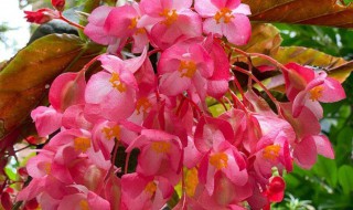 竹节海堂（竹节海堂有毒吗）