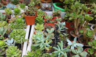多肉植物室内养殖小技巧（多肉植物室内养殖小技巧图片）