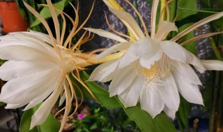 昙花什么时候扦插（昙花什么时候扦插?多久会生根）