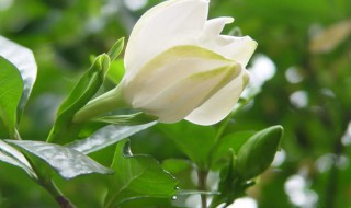 栀子花什么时候扦插好 栀子花什么时候扦插好活