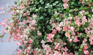 花叶络石怎么修剪枝叶（花叶络石如何修剪）