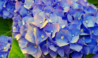 绣球花什么时候扦插6 绣球花什么时候扦插最好!