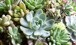多肉植物什么时候扦插 多肉植物什么时候扦插最好呀