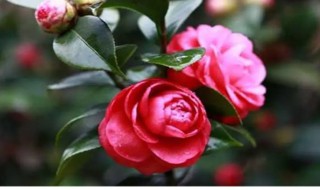 茶花什么时候扦插 四季茶花什么时候扦插