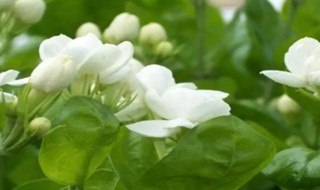 茉莉花什么时候扦插 茉莉花什么时候扦插最好