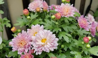菊花什么时候扦插（九月菊花什么时候扦插）