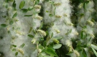 杨花是什么花 水性杨花是什么花